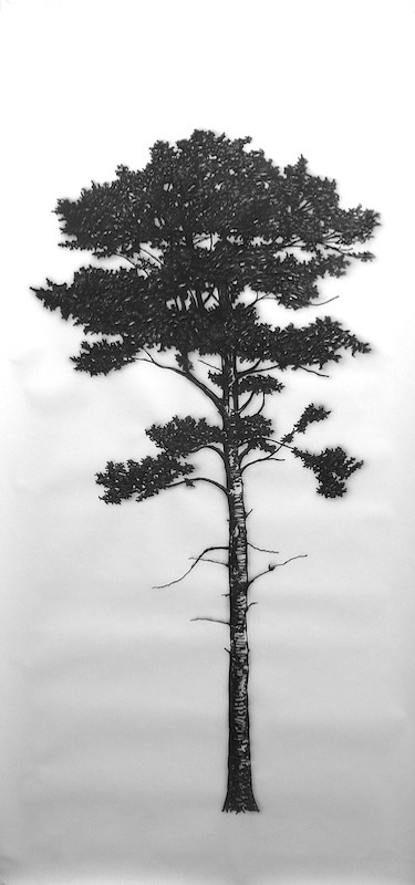 Eamon O´Kane: Baum Test II, 2017, 
Acryl, Reißkohle auf Papier, 320 x 150 cm

